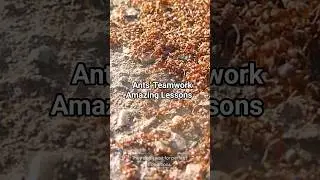 The Ant&rsquo;s Secret to Unstoppable Resilience