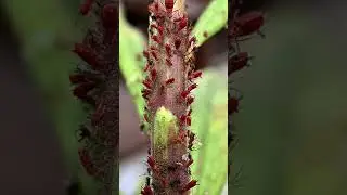 Red Aphid Infestation