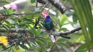 Endemic White tailed Starfrontlet (Coeligena phalerata) - Santa Marta, Colombia.