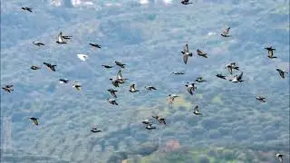 Serenade of the Birds, a compilation of recordings produced by Charles Gerhardt (ex Reader's Digest)