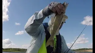 EXPERIENCE AUGUST WALLEYE -Clinton Lake, Kansas USA - August Walleye and Sauger
