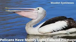 Pelicans Have Mainly Light Colored Plumage | Episode - 01