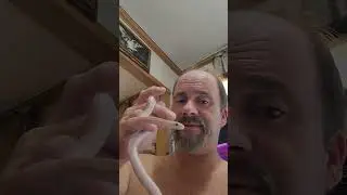 This Jade a hypo  lavender striped corn snake