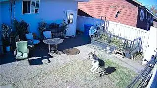 Food Fight: Dog vs Bird