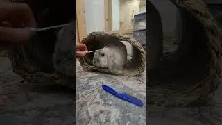 Update on rabbitat-Vlog Day 28