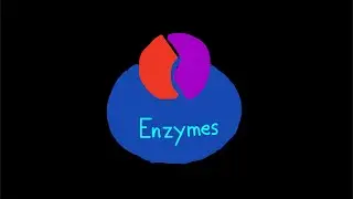 Enzymes: The REAL Secret of Life