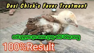 Desi Chicks Fever Treatment || Desi Chicks Care ?