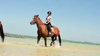 Bel Ombre Horse Paradise