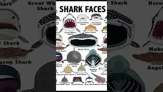 Types of shark ! Part 8 | the goblin shark attack