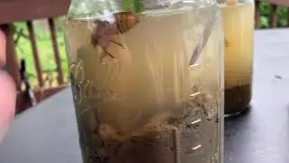 Aquatic jar ecosystem cicada experiment | episode #2: Mystery Insect revealed! (+montage)