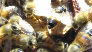 Honey bee workers with CBPV symptoms