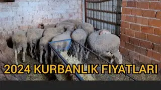 Kurbanlık Piret Kuzular ~ Fiyatlar Ne Durumda @NuriSaltan