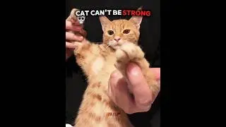 Cat Can't Be Strong🔥🗿☠️#cat #catvideos #strongcat