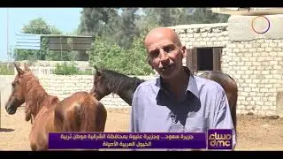 مساء dmc -  جزيرة سعود.. وجزيرة عليوة بمحافظة الشرقية موطن تربية الخيول العربية الأصيلة