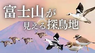 【野鳥観察】富士山を眺めながら歩きたい５か所の探鳥地｜キクイタダキやカワアイサなどの野鳥たち