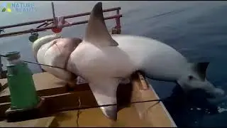 Top 5 Big Fish Caught in The Sea are Recorded By Cameras   Amazing Fishing Skills Catching Big Tuna
