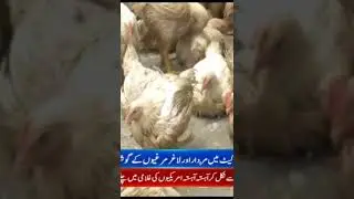 The meat of dead chickens is being sold in the market۔۔#viral #shorts #foryou #chiken #foryou #pti