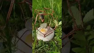 Grounding with crystals on a peaceful meadow
