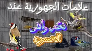 علامات الجهوزية عند ذكر وأنثى الحسون | مرحلة التزاوج #birds #الحسون #طيور