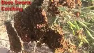 Honey Bee Swarm Catching From Mustard Field, Finding The Queen And Collect The Queen | Honey Bees