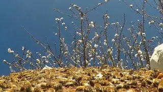 Bee industry buzzing as hive thefts soar