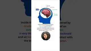 Human Brain | Structure & Functions #neet #shorts #ytshorts #class11 #biology #study #exam #yt