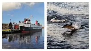 Dolphins Chasing  MV Loch Tarbert | CalMac Ferry