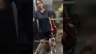 Viral: Tense Confrontation in Noida Society: Woman, Couple Clash over Pet Dog