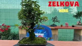 Haciendo que luzca como merece una Zelkova Nire