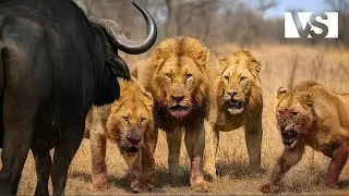 SAVANA AFRICANA | La Lotta per la Sopravvivenza Pi&ugrave; Letale del Regno Animale - Documentario Animali