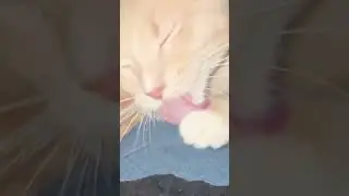 This video help relieve stress. #cat #catlover