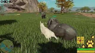 gameplay of rhino roblox savannah life