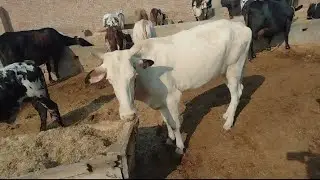 Nili Ravi buffalos for sale | high milking buffalos | Maweshi mandi Rates latest update 
