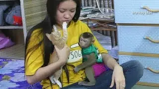 Baby Monkey Mori And Kitten Cat Want To Play With Mom