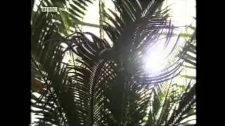 BBC iScience Photosynthesis