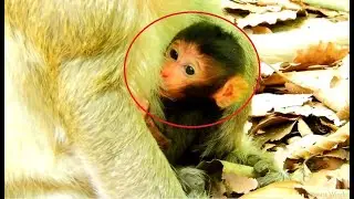 Brittany Baby Monkey Newborn filling Better Now Let See her Eye