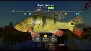 Новогодние задания РР4. Экстра этап 6 задание 1. Окунь павлиний на 1.5кг. Ещё одна точка.