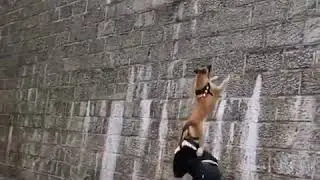 C&atilde;es Malinois belgas super habilidosos treinados para escalar paredes.