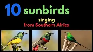10 sunbirds singing from Southern Africa
