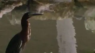 flora & fauna Dominican