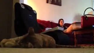 Catnip delight