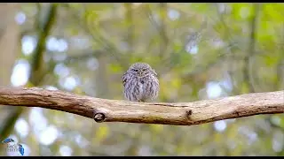 Little Owl Preening in the woods.