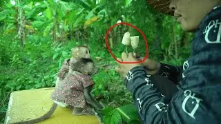 mom burning banana for Leo and Loe monkey to eat
