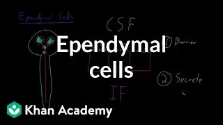 Ependymal cells | Nervous system physiology | NCLEX-RN | Khan Academy