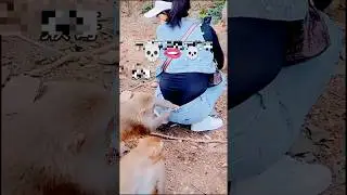 Monkey and Girl Funny Moments | Epic Epic Laugh #shortsviral #funny #monkey #shortvideo #animals