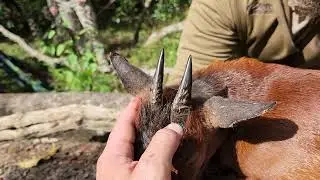 Beautiful Red Duiker for Dust!