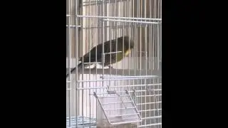 Crest canary...