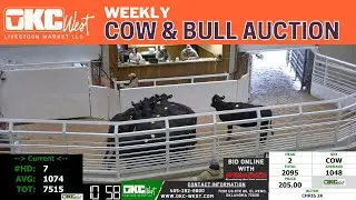 LIVE Cow & Bull Market in Oklahoma | OKC West Livestock Market | Real-Time Prices