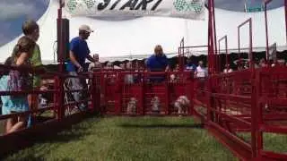 Pig Races @ Carver County Fair, 3rd heat
