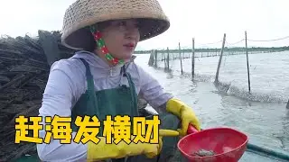 阿渔妹赶海合集！赶海发横财了，大货直接撞进网笼【阿渔妹】